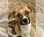 Small #1 Australian Shepherd-Boxer Mix