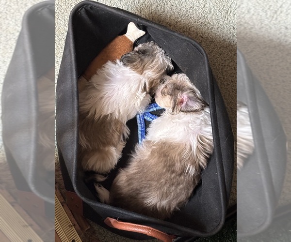 Medium Photo #2 Shih Tzu Puppy For Sale in VENETA, OR, USA