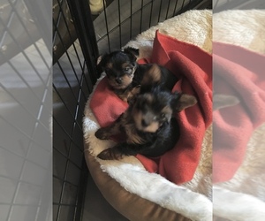 Yorkshire Terrier Puppy for sale in ASHBURNHAM, MA, USA