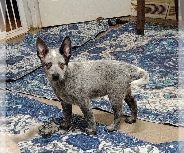 Medium Photo #2 Australian Cattle Dog Puppy For Sale in LAURENS, SC, USA