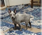 Small #1 Australian Cattle Dog