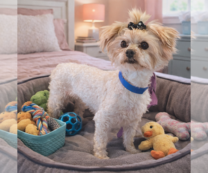 Maltese Dogs for adoption in Bon Carbo, CO, USA