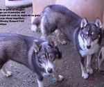 Small Photo #2 Siberian Husky Puppy For Sale in LAURENS, SC, USA