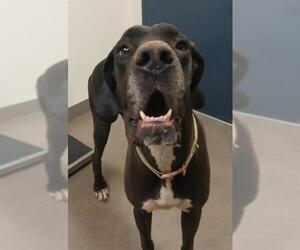 Great Dane Dogs for adoption in HESPERIA, CA, USA