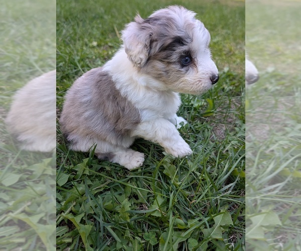 Medium Photo #22 Aussiedoodle Miniature  Puppy For Sale in SPIRIT LAKE, ID, USA