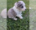 Small Photo #22 Aussiedoodle Miniature  Puppy For Sale in SPIRIT LAKE, ID, USA