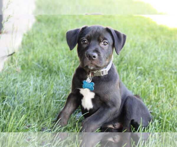 Medium Photo #2 Labrador Retriever-Unknown Mix Puppy For Sale in Plainfield, IL, USA