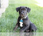 Small #1 Labrador Retriever Mix