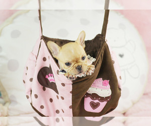 French Bulldog Puppy for sale in THONOTOSASSA, FL, USA