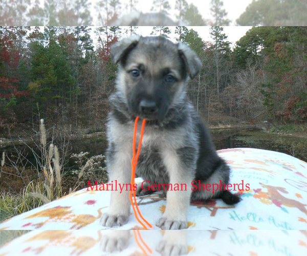 Medium Photo #3 German Shepherd Dog Puppy For Sale in PIEDMONT, MO, USA
