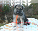 Small #2 German Shepherd Dog