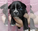 Small Photo #6 Faux Frenchbo Bulldog Puppy For Sale in ALTOONA, KS, USA