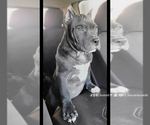 Puppy Capone American Bully