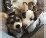 Small #8 Pembroke Welsh Corgi