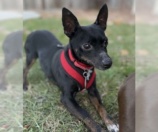 Medium Photo #4 Chipin Puppy For Sale in Princeton, MN, USA