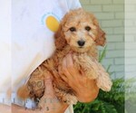 Small #2 Goldendoodle (Miniature)