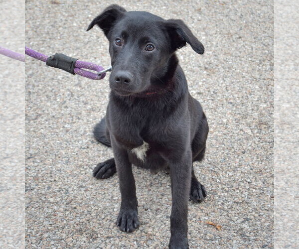 Medium Photo #4 German Shepherd Dog-Unknown Mix Puppy For Sale in Huntley, IL, USA