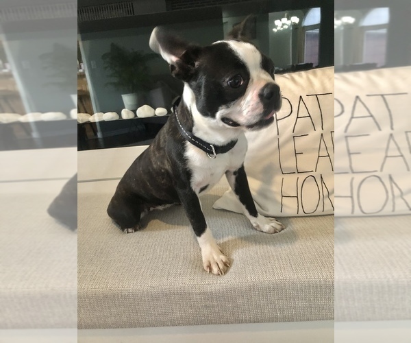Medium Photo #4 Boston Terrier Puppy For Sale in KANSAS CITY, MO, USA