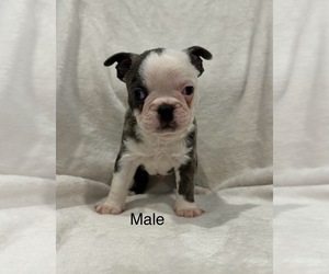 Boston Terrier Puppy for sale in RIDGEVILLE, SC, USA