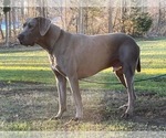 Small #15 Great Dane