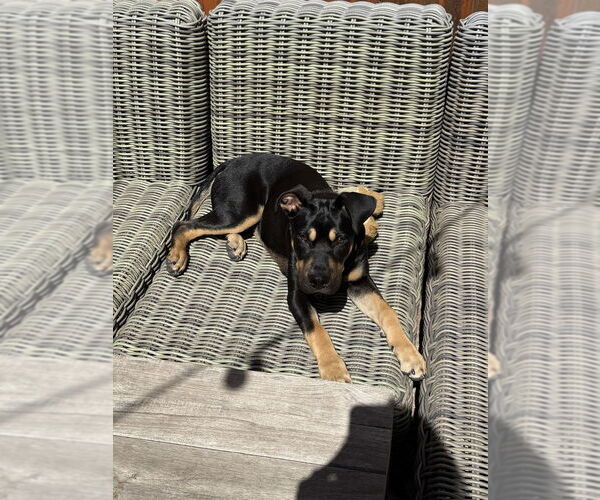 Medium Photo #10 Rottweiler-Unknown Mix Puppy For Sale in Dana Point, CA, USA