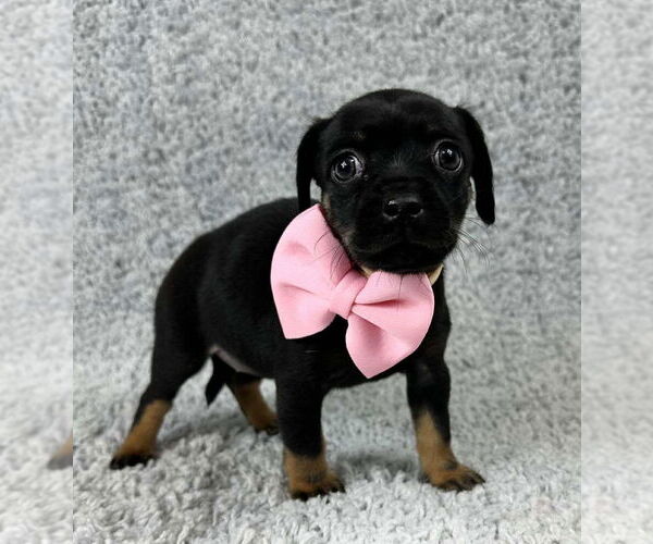 Medium Photo #3 Chihuahua-Unknown Mix Puppy For Sale in Grafton, WI, USA