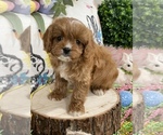 Puppy 1 Cavapoo