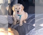 Small #14 Golden Retriever