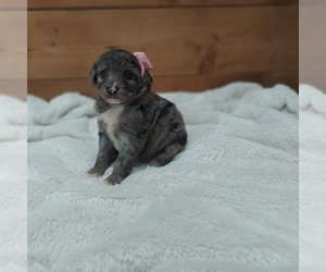 Bernedoodle Puppy for sale in FRYTOWN, IA, USA