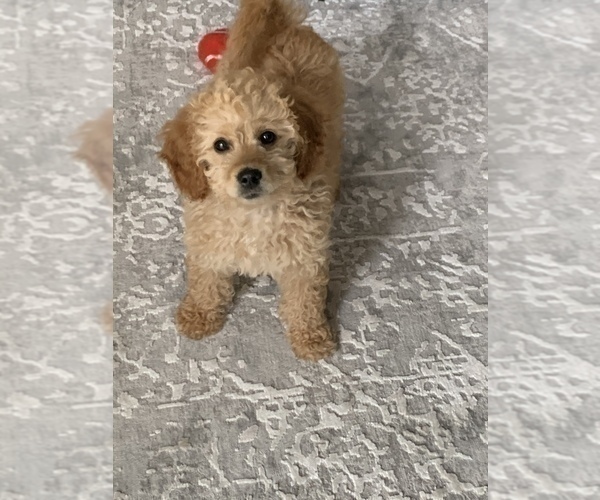 Medium Photo #4 Goldendoodle Puppy For Sale in ORLAND PARK, IL, USA