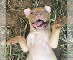 Small #3 Mutt