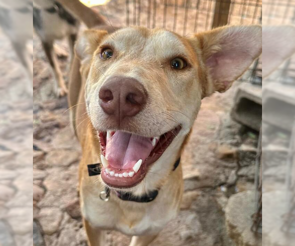 Medium Photo #1 Carolina Dog-Labrador Retriever Mix Puppy For Sale in San Diego, CA, USA