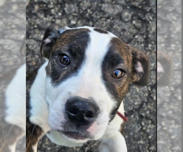 Medium Photo #2 Mutt Puppy For Sale in Evansville, IN, USA