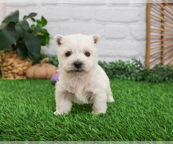 Medium Photo #4 West Highland White Terrier Puppy For Sale in SYRACUSE, IN, USA