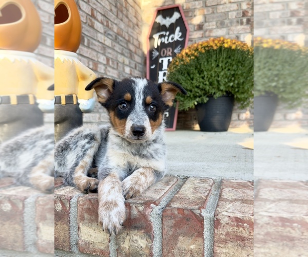 Medium Photo #3 Australian Cattle Dog Puppy For Sale in GREENFIELD, IN, USA