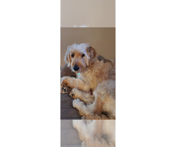 Medium Photo #1 Labrador Retriever-Unknown Mix Puppy For Sale in Andover, MN, USA