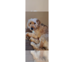 Small Labrador Retriever Mix