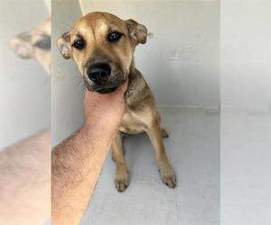 German Shepherd Dog-Unknown Mix Dogs for adoption in Houston, TX, USA