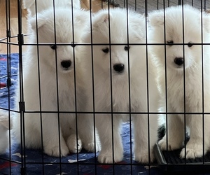 Samoyed Puppy for sale in JERSEY SHORE, PA, USA