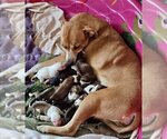 Small Photo #3 Mutt Puppy For Sale in Mesa, AZ, USA