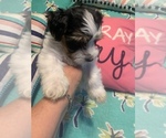 Small #3 Morkie