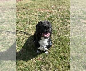 Mutt Dogs for adoption in Candler, NC, USA