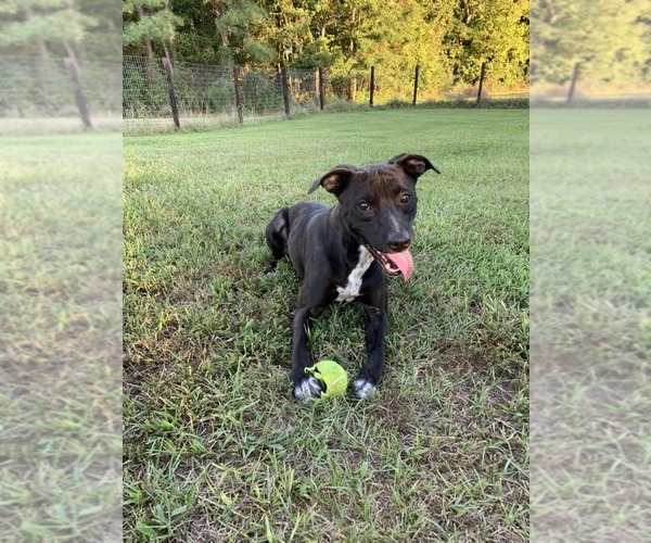 Medium Photo #3 American Pit Bull Terrier-Labrador Retriever Mix Puppy For Sale in Woodbury, NY, USA