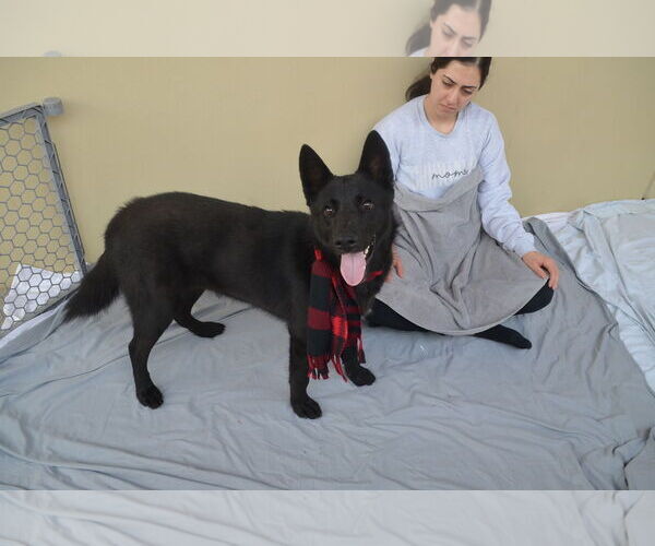 Medium Photo #2 Mutt Puppy For Sale in McKinney, TX, USA