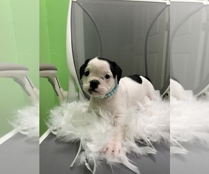 English Bulldog Puppy for sale in RANDOLPH, MA, USA