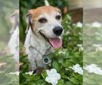 Small Beagle Mix