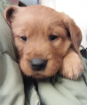 Medium Photo #1 Golden Retriever Puppy For Sale in NEW RICHMOND, WI, USA