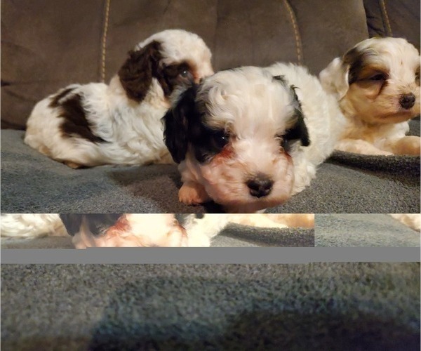 Medium Photo #16 Bernedoodle (Miniature) Puppy For Sale in LEETONIA, OH, USA