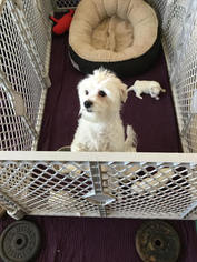 Mother of the Maltese puppies born on 12/30/2017