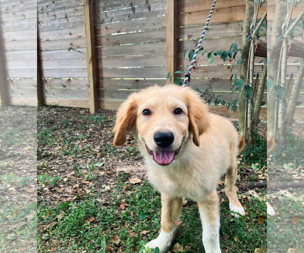 Medium Photo #4 Great Pyrenees Puppy For Sale in Spring, TX, USA